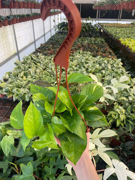 Epipremnum Aureum ‘Golden Pothos’
