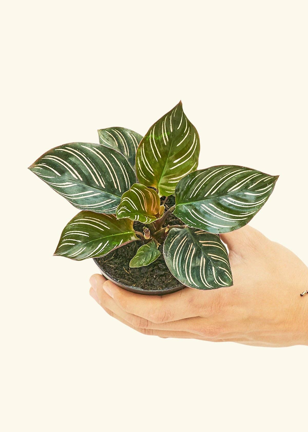 Calathea 'Pinstripe'