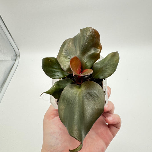 Philodendron Red Heart