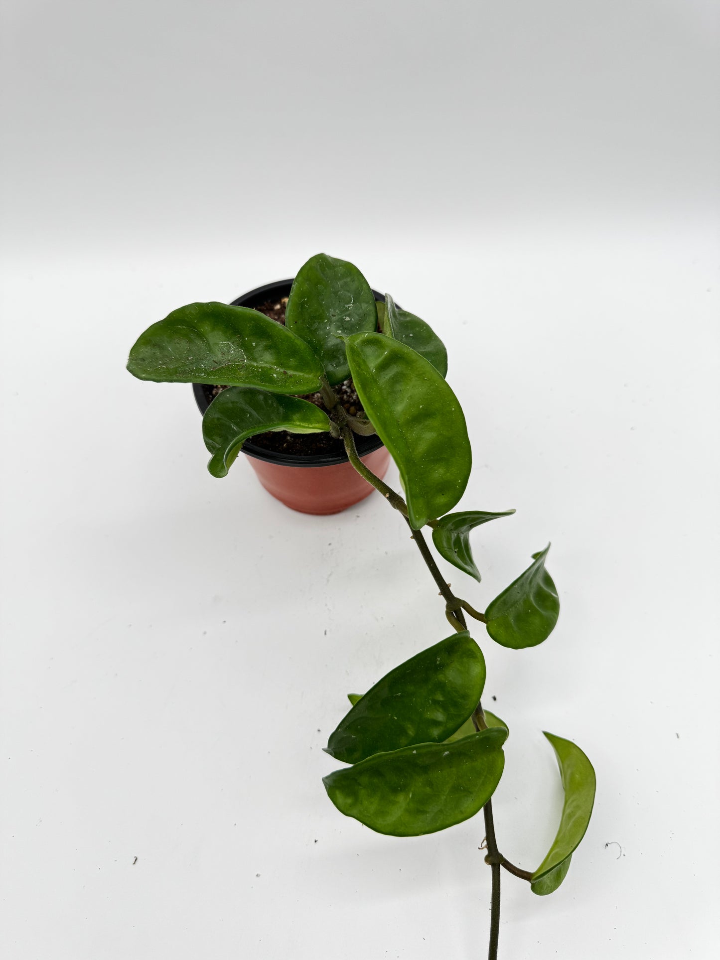 Hoya carnosa 'Krinkle'