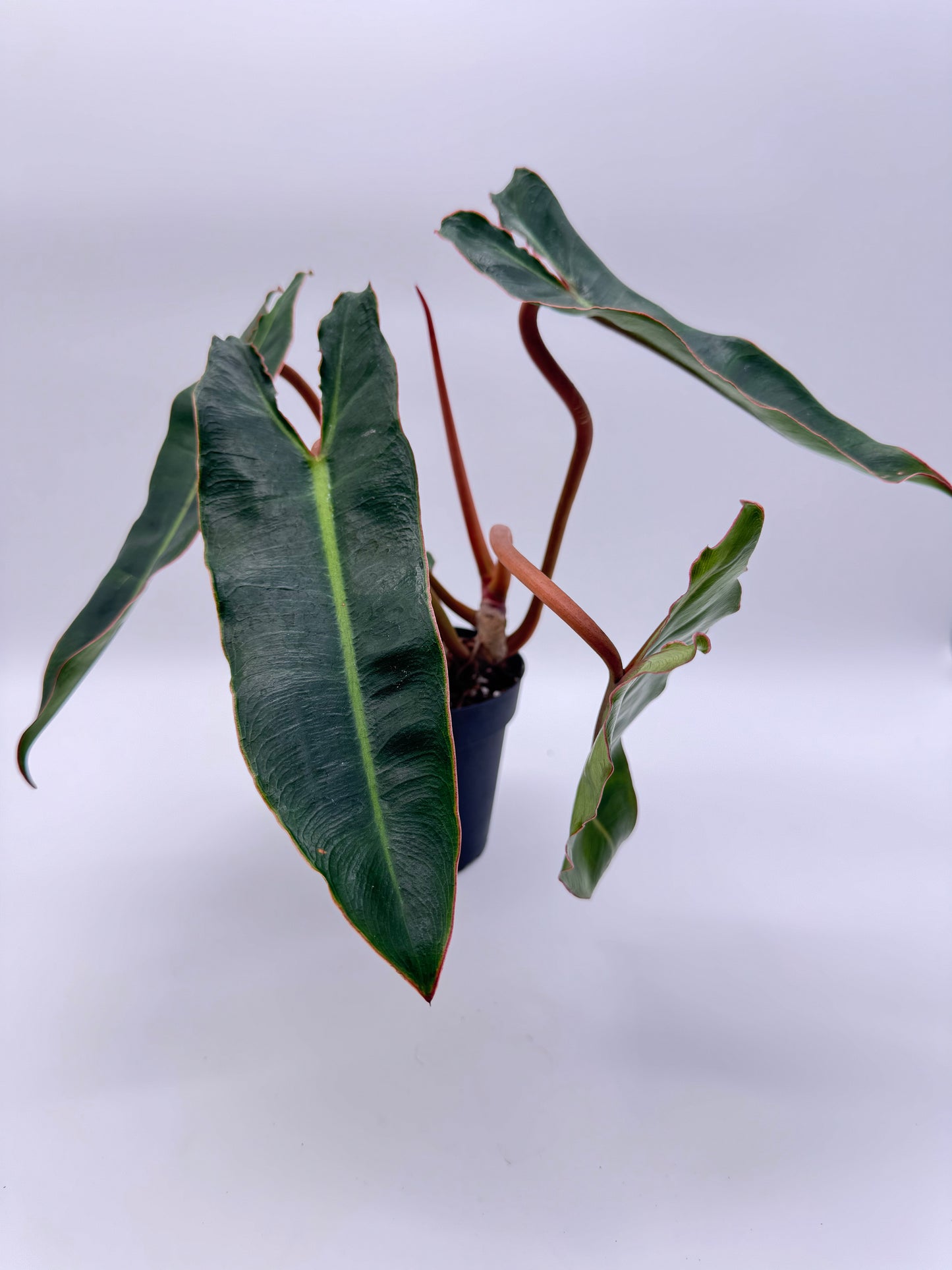 Philodendron Billietiae