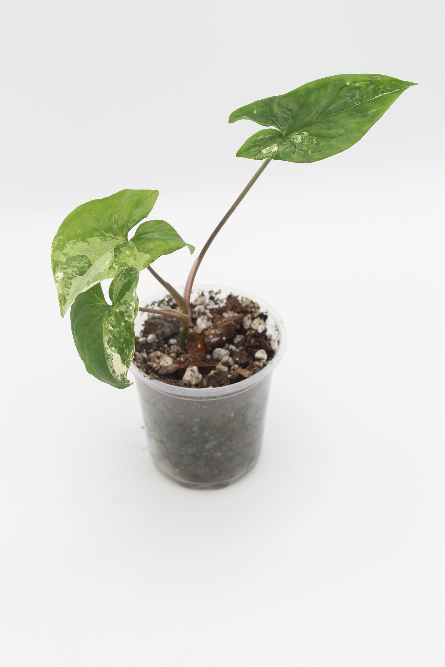 Syngonium Albo