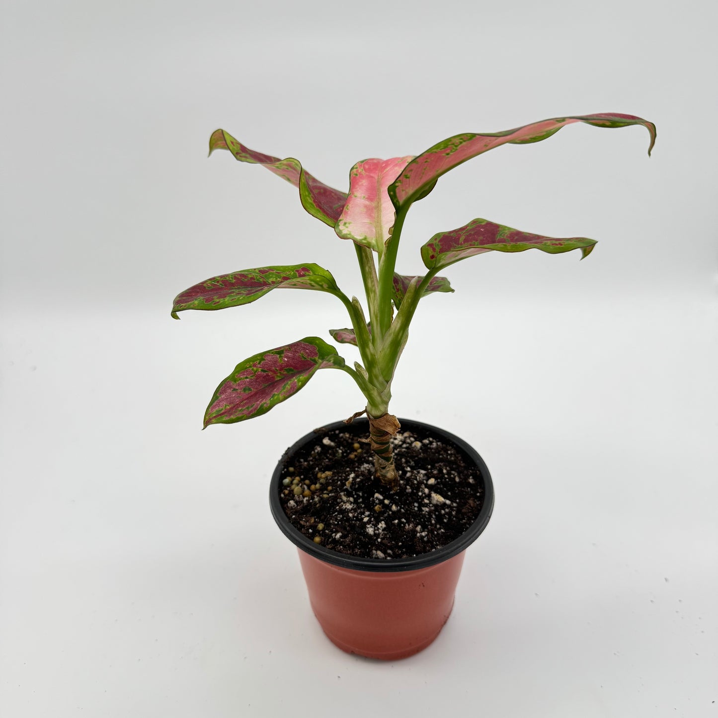 Aglaonema Black Maroon