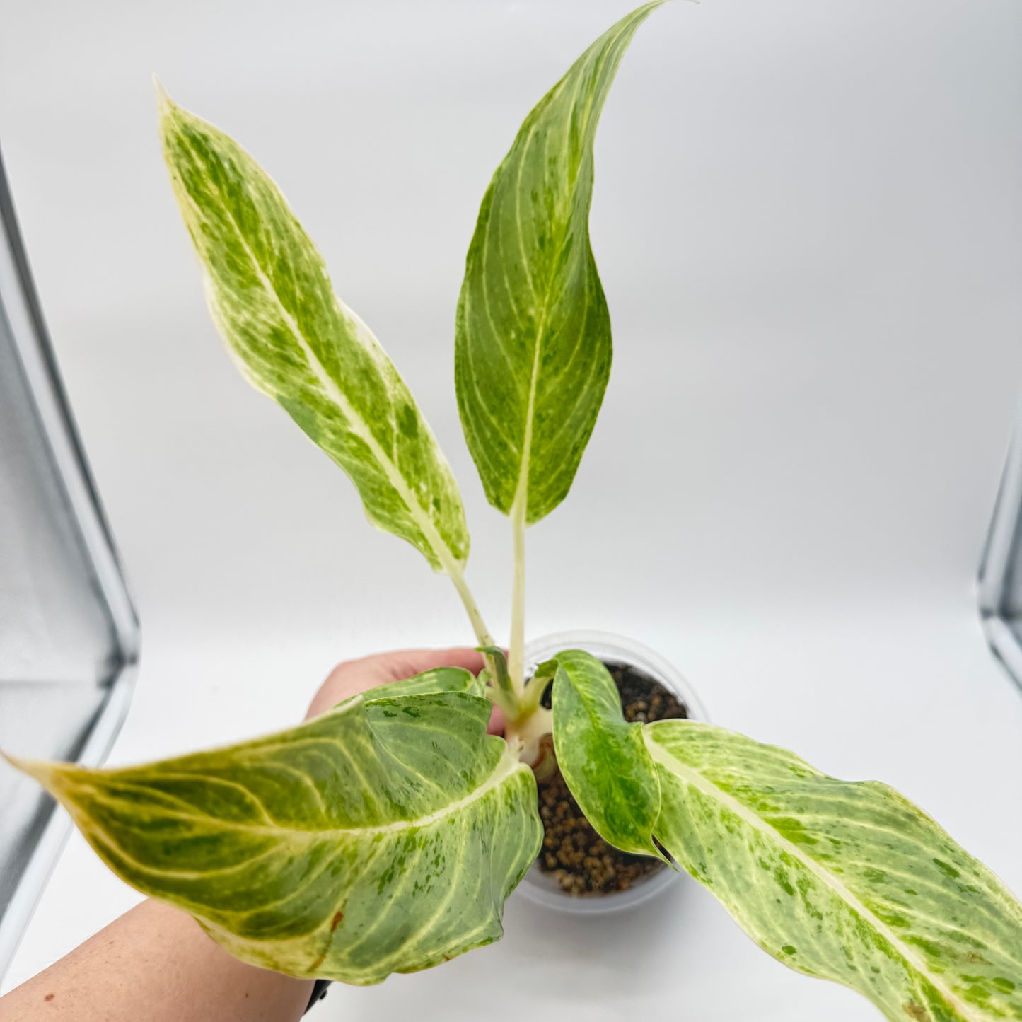 Aglaonema White Romance