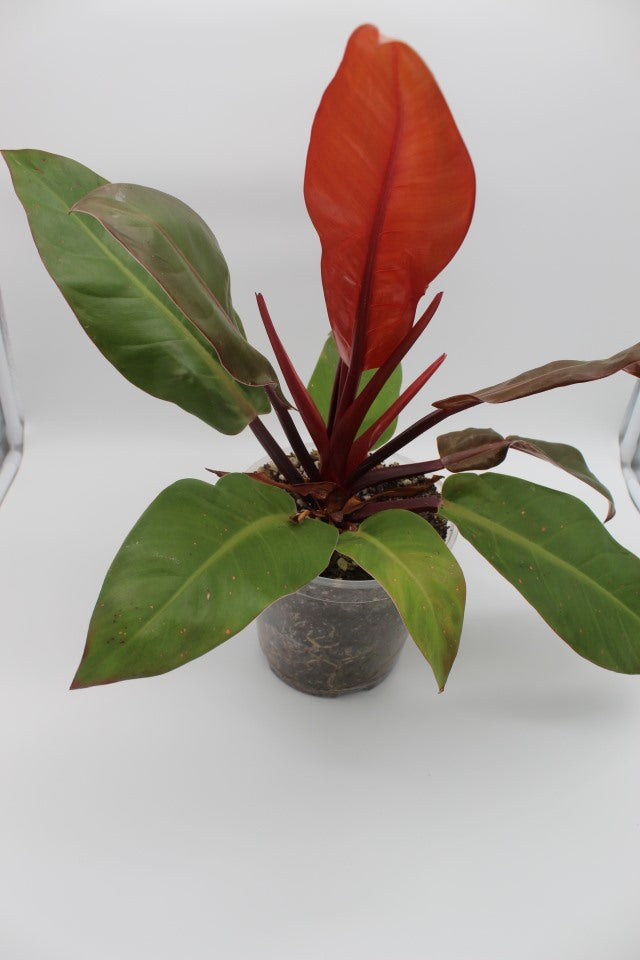 Philodendron Mccolley's Finale