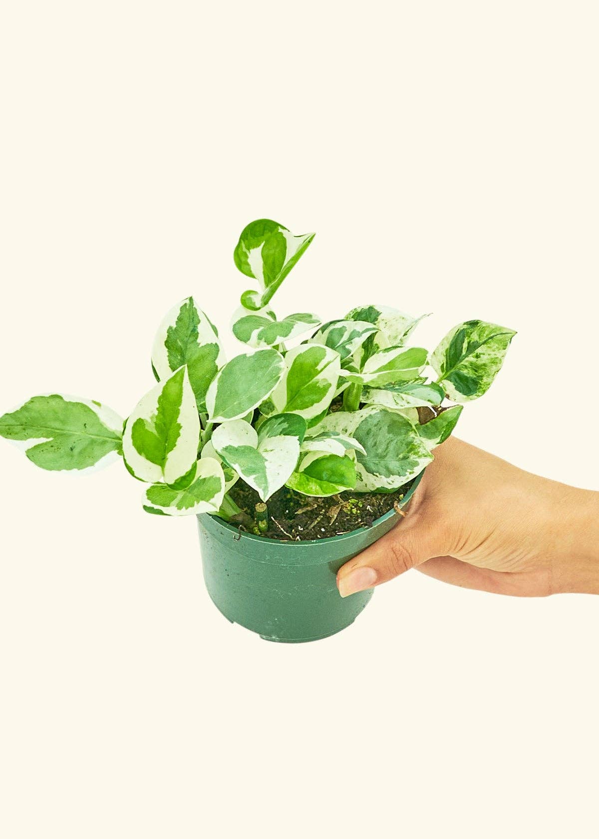 Pothos 'Pearls and Jade'