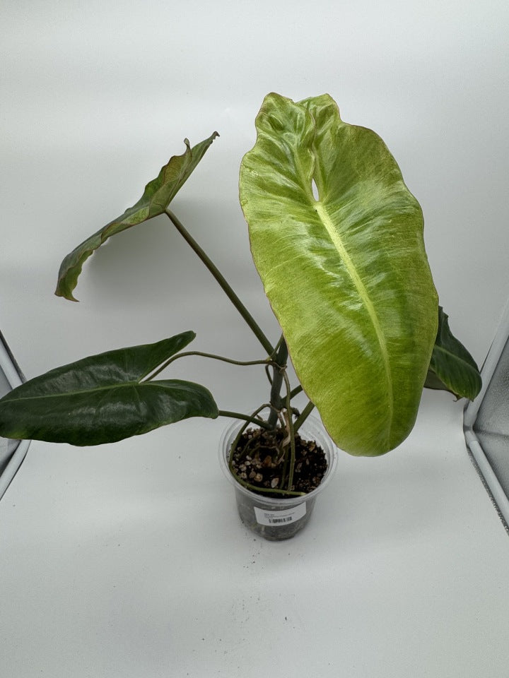 Philodendron Paraiso Verde