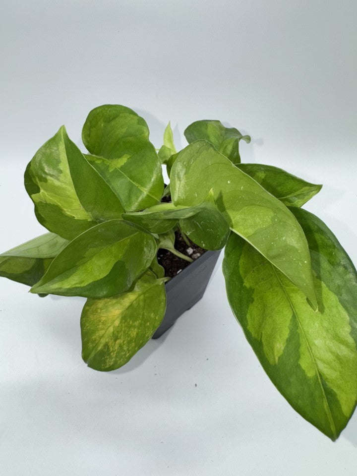 Pothos Green Global