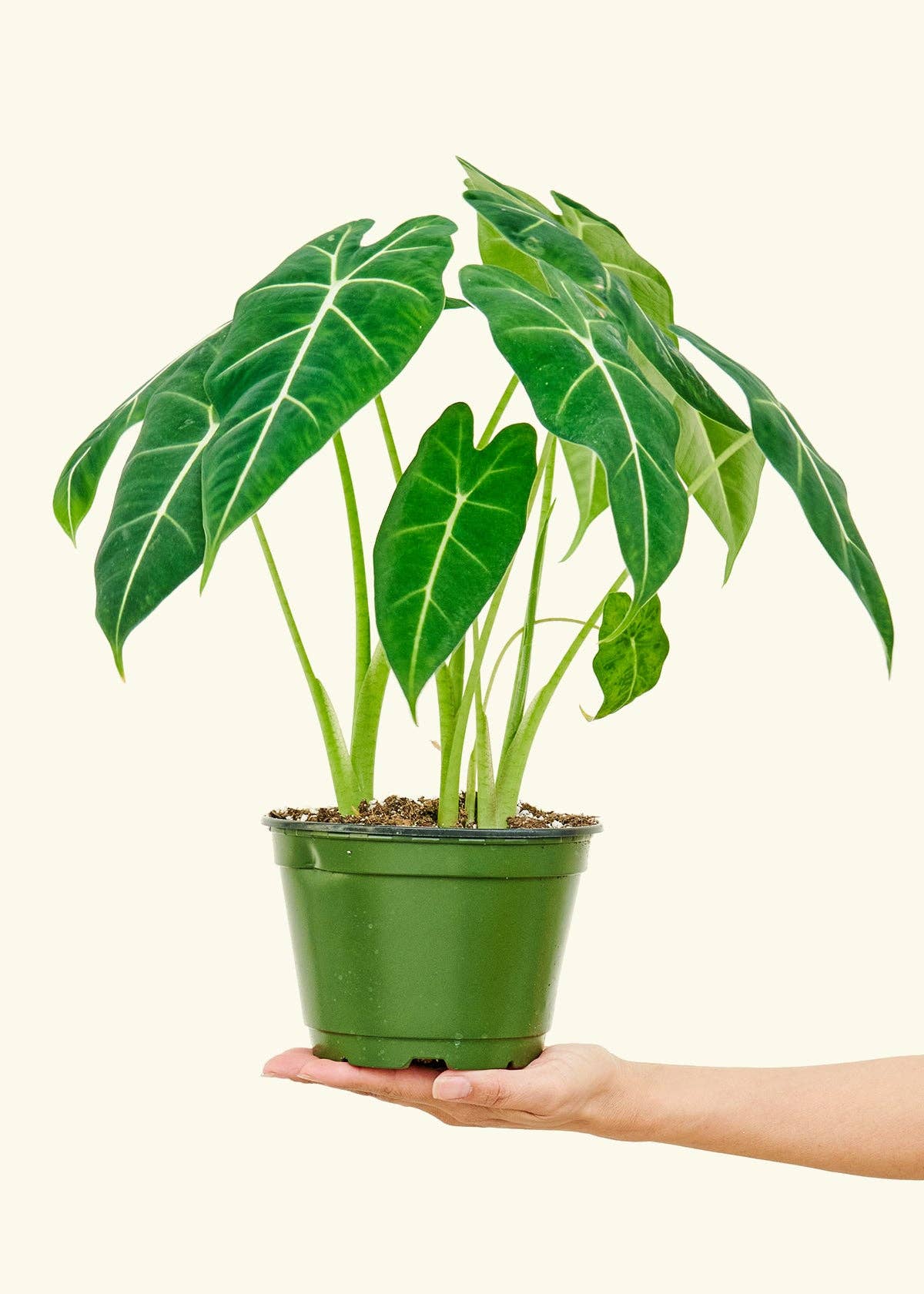 Alocasia Frydek