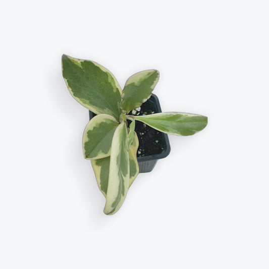 Peperomia Clusiifolia ‘Ginny’