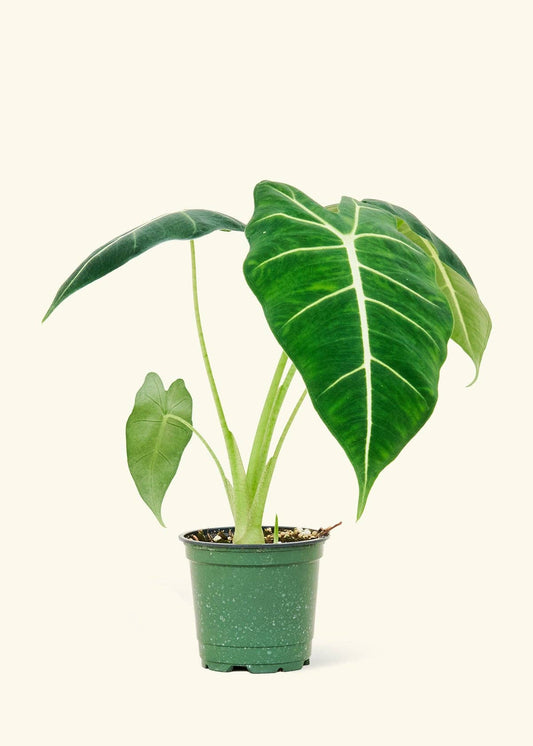 Alocasia Frydek