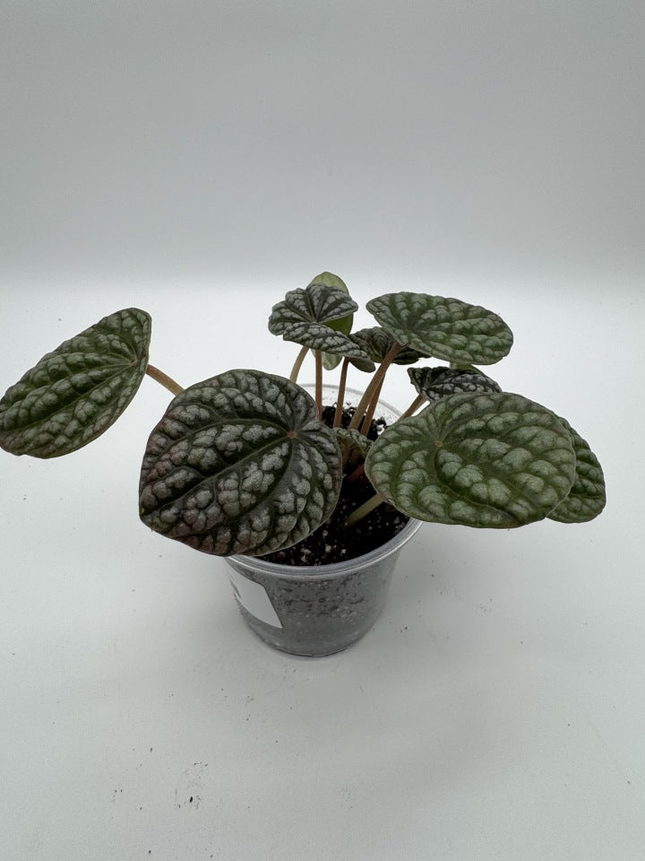 Peperomia Variegated
