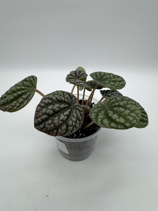Peperomia Variegated