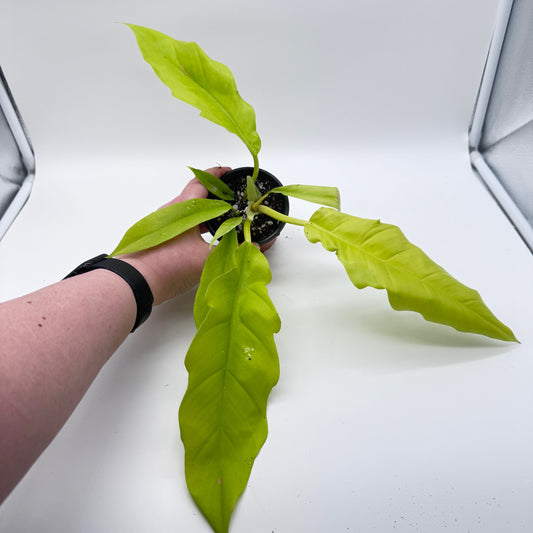 Philodendron Golden Crocodile