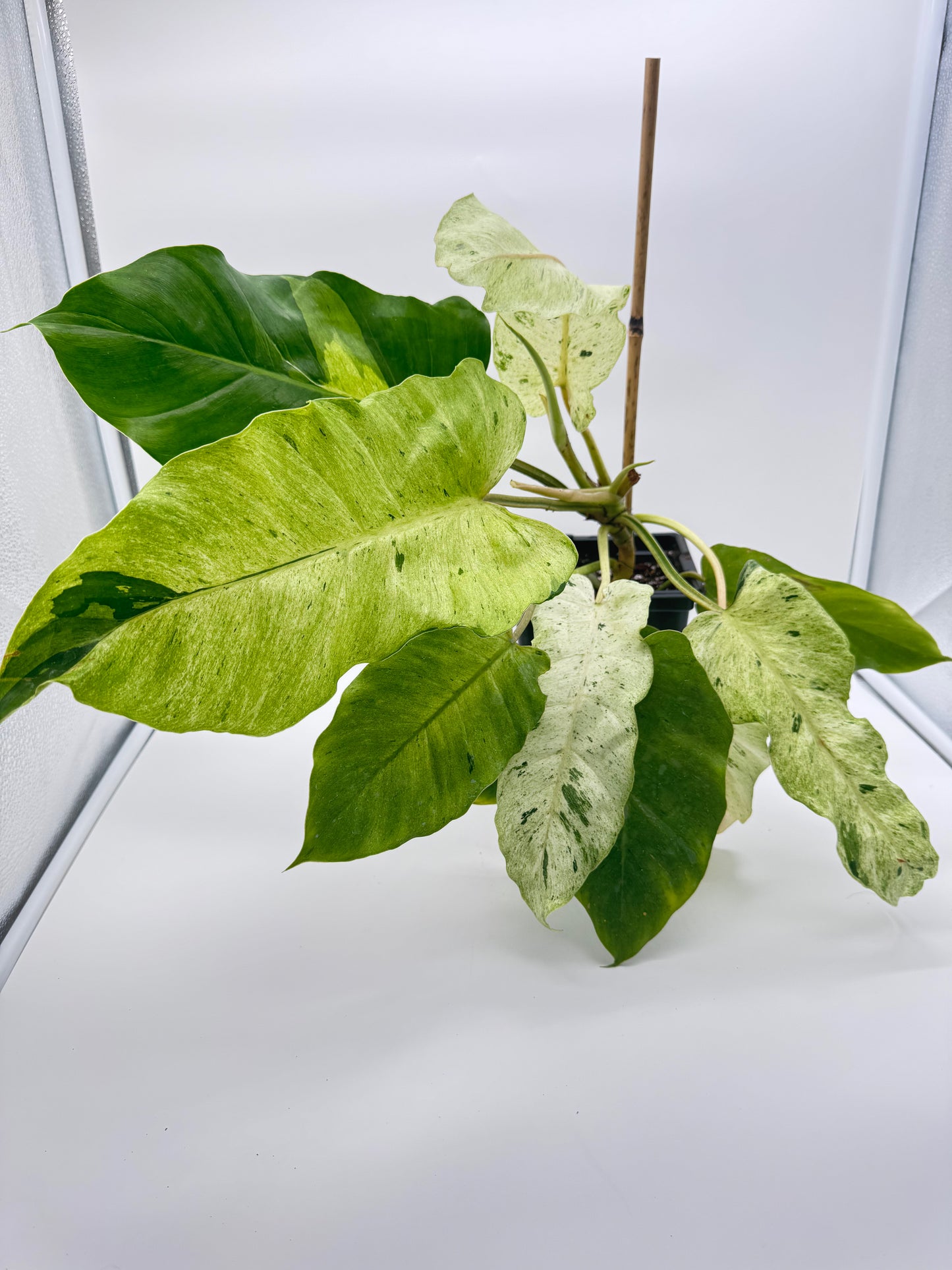 Philodendron Snowdrift