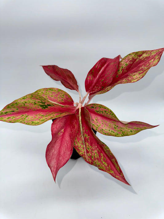 Aglaonema Pink Butterfly