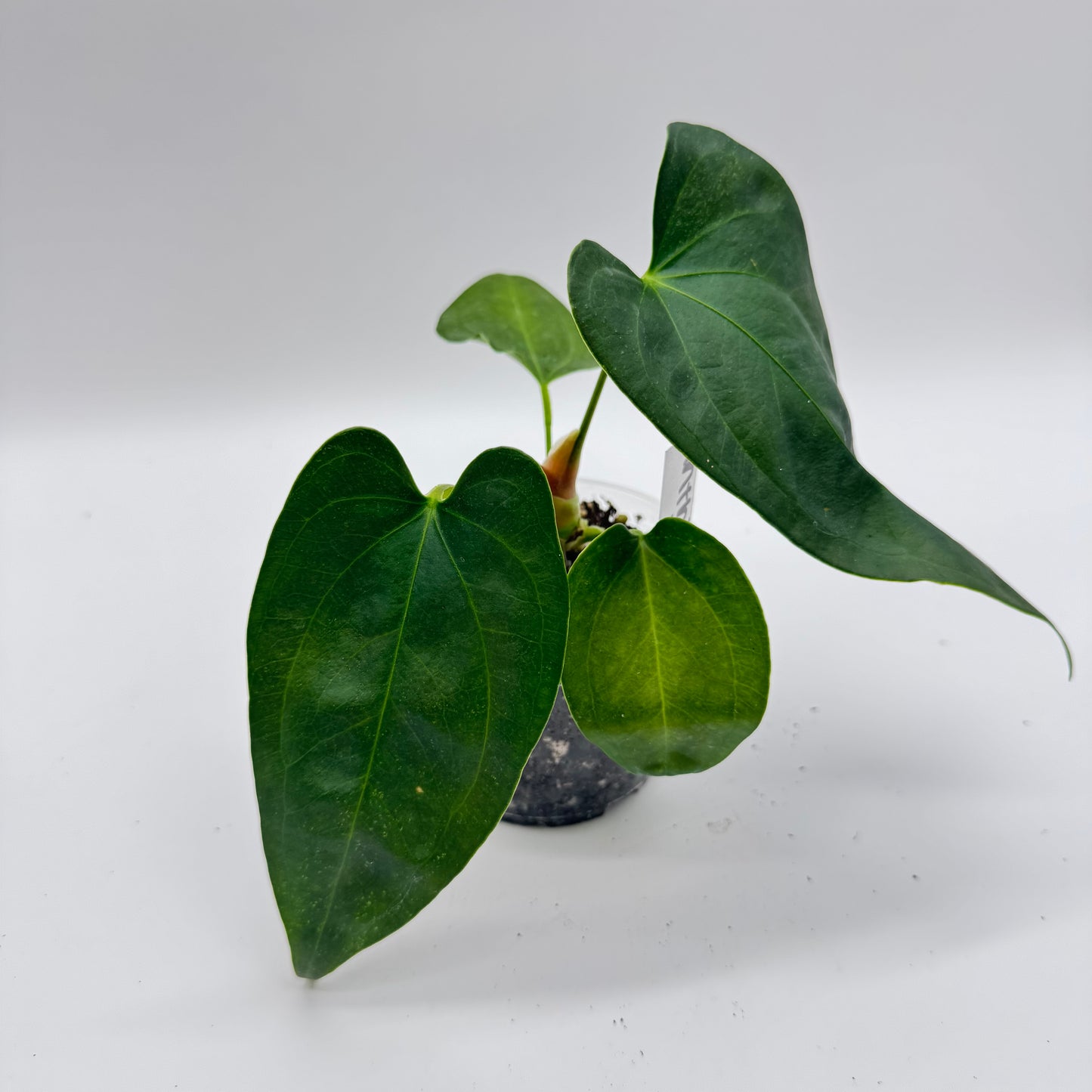 Anthurium Napo