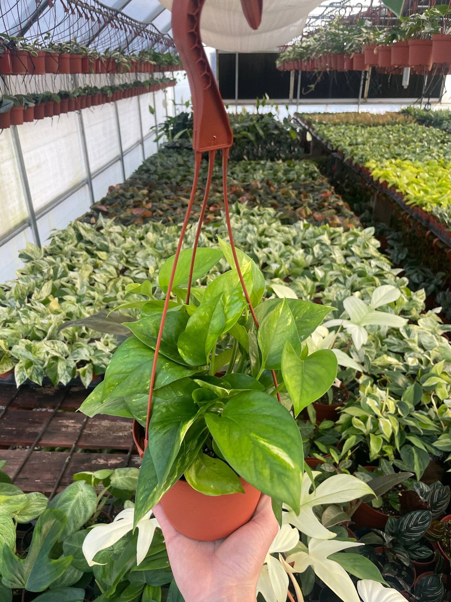 Epipremnum Aureum ‘Golden Pothos’