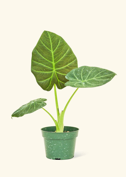Alocasia Regal Shields