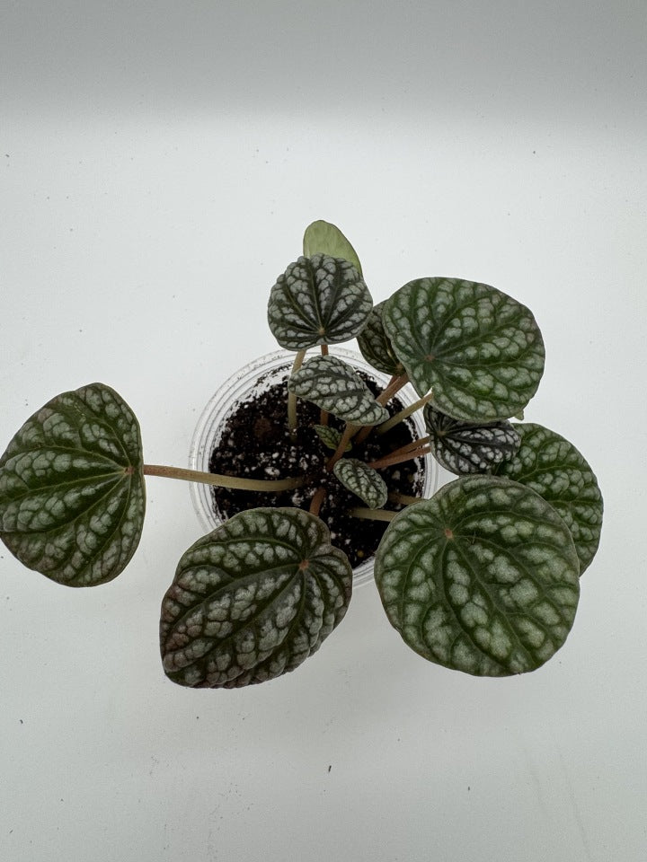 Peperomia Variegated