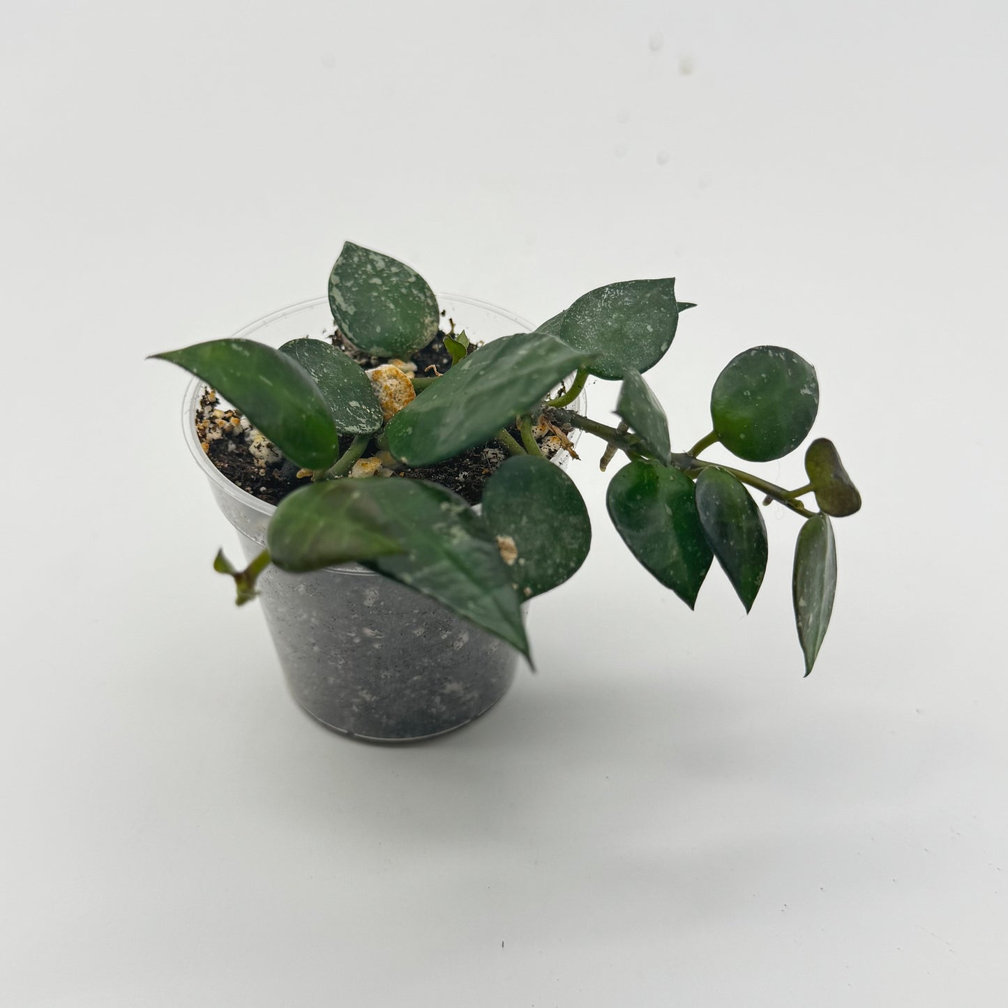 Hoya Krohniana Splash