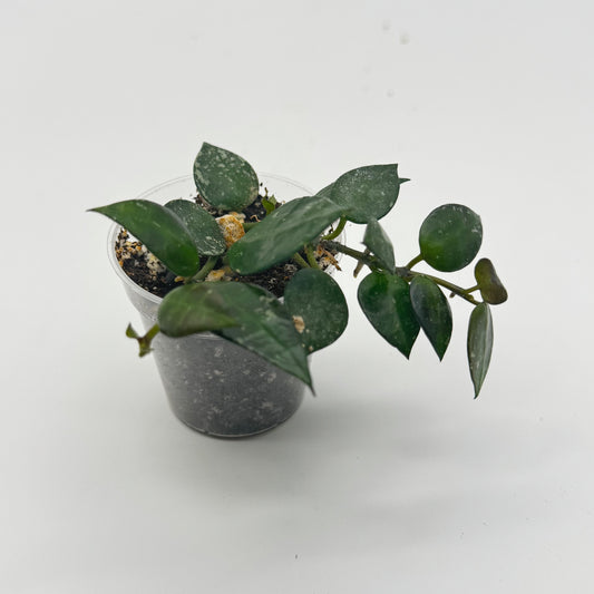 Hoya Krohniana Splash