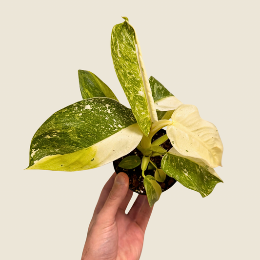 Philodendron Jose Bueno Fiesta