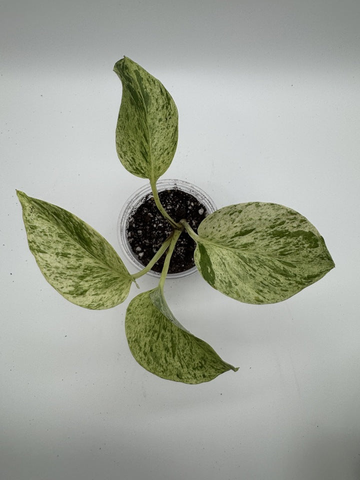 Pothos Marble Queen