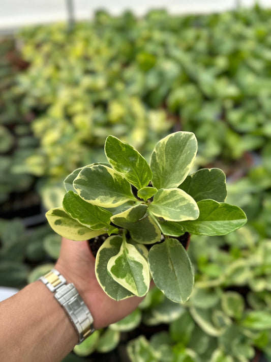 Peperomia Obtusifolia Variegated
