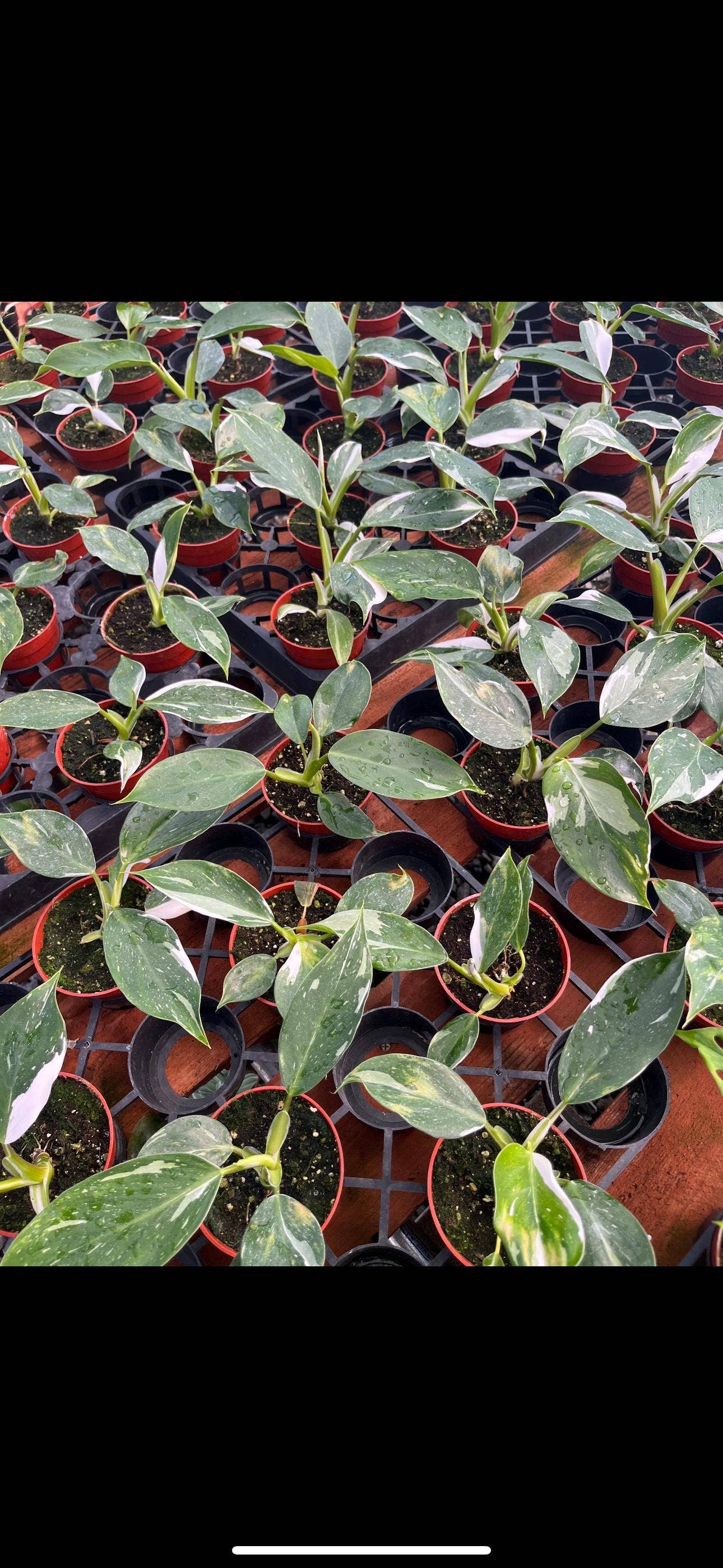 Philodendron White Wizard