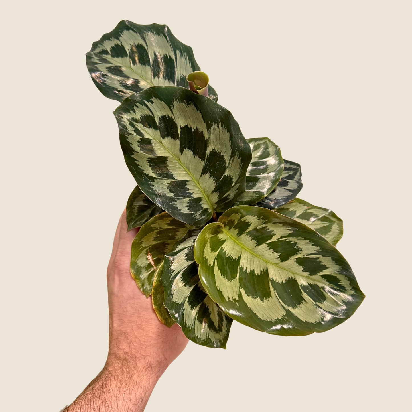 Calathea Helen Kennedy