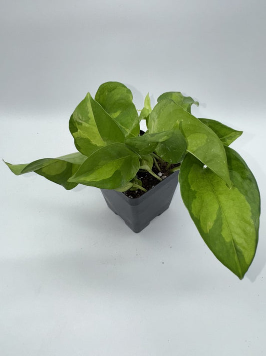 Pothos Green Global