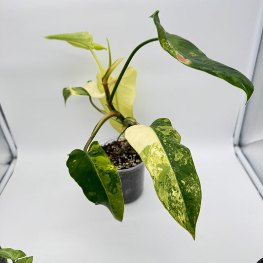 Philodendron Variegated Domesticum