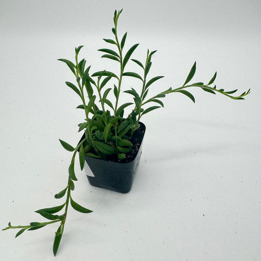 Senecio String of Bananas