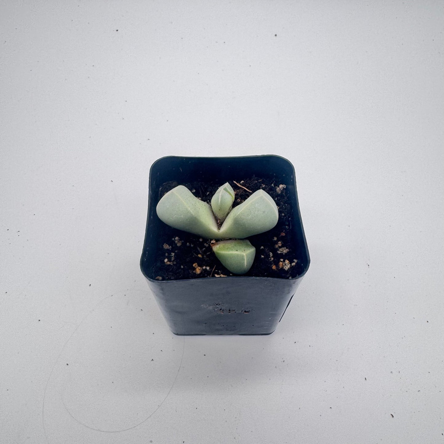 Lapidaria Margaretae