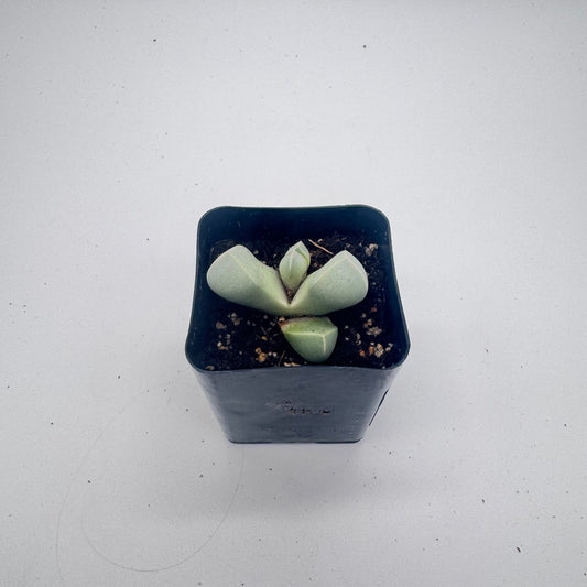 Lapidaria Margaretae