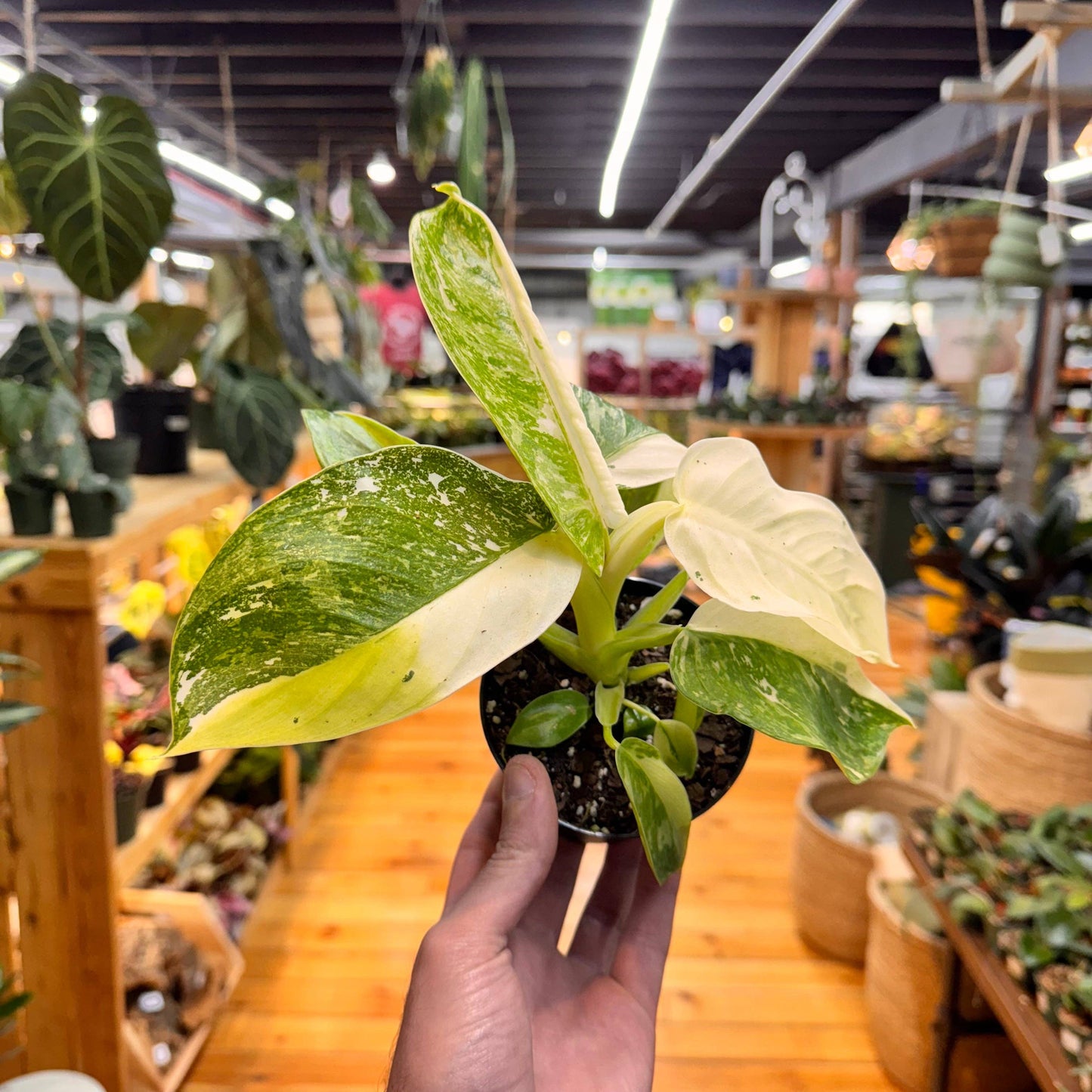 Philodendron Jose Bueno Fiesta