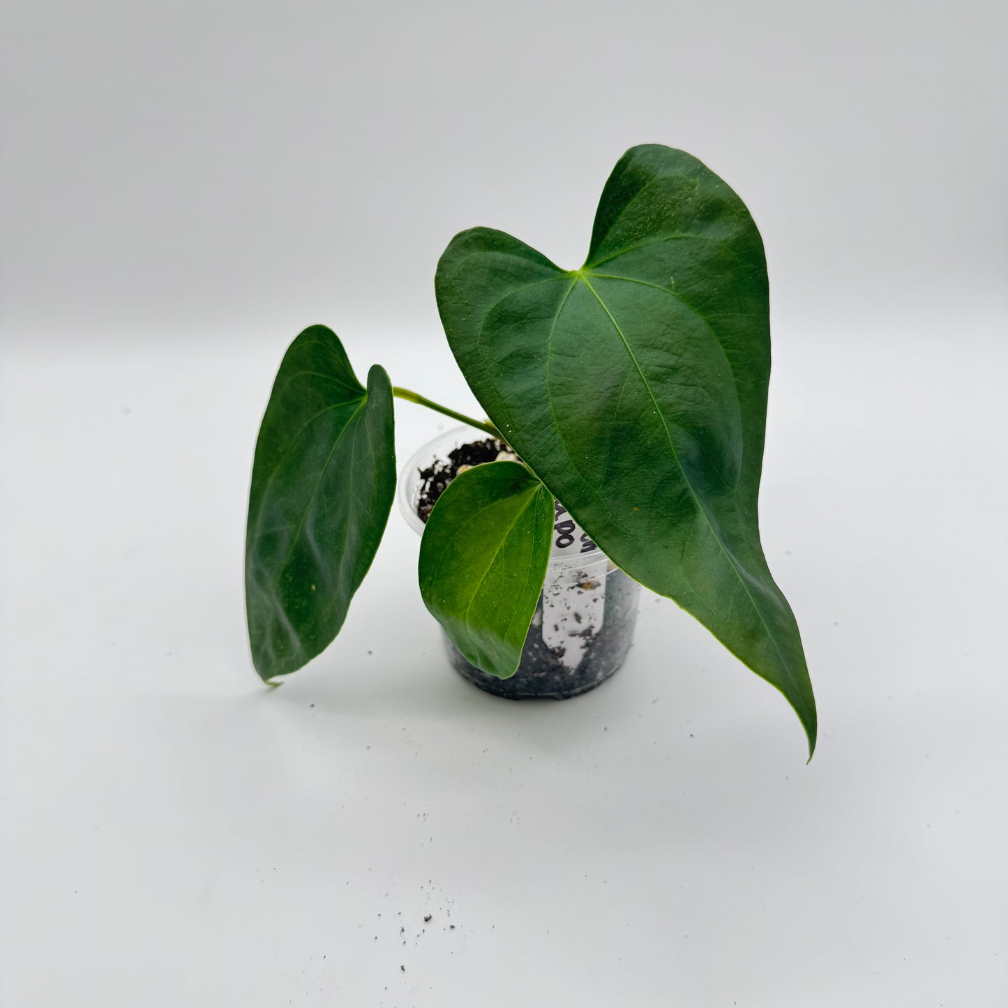 Anthurium Napo