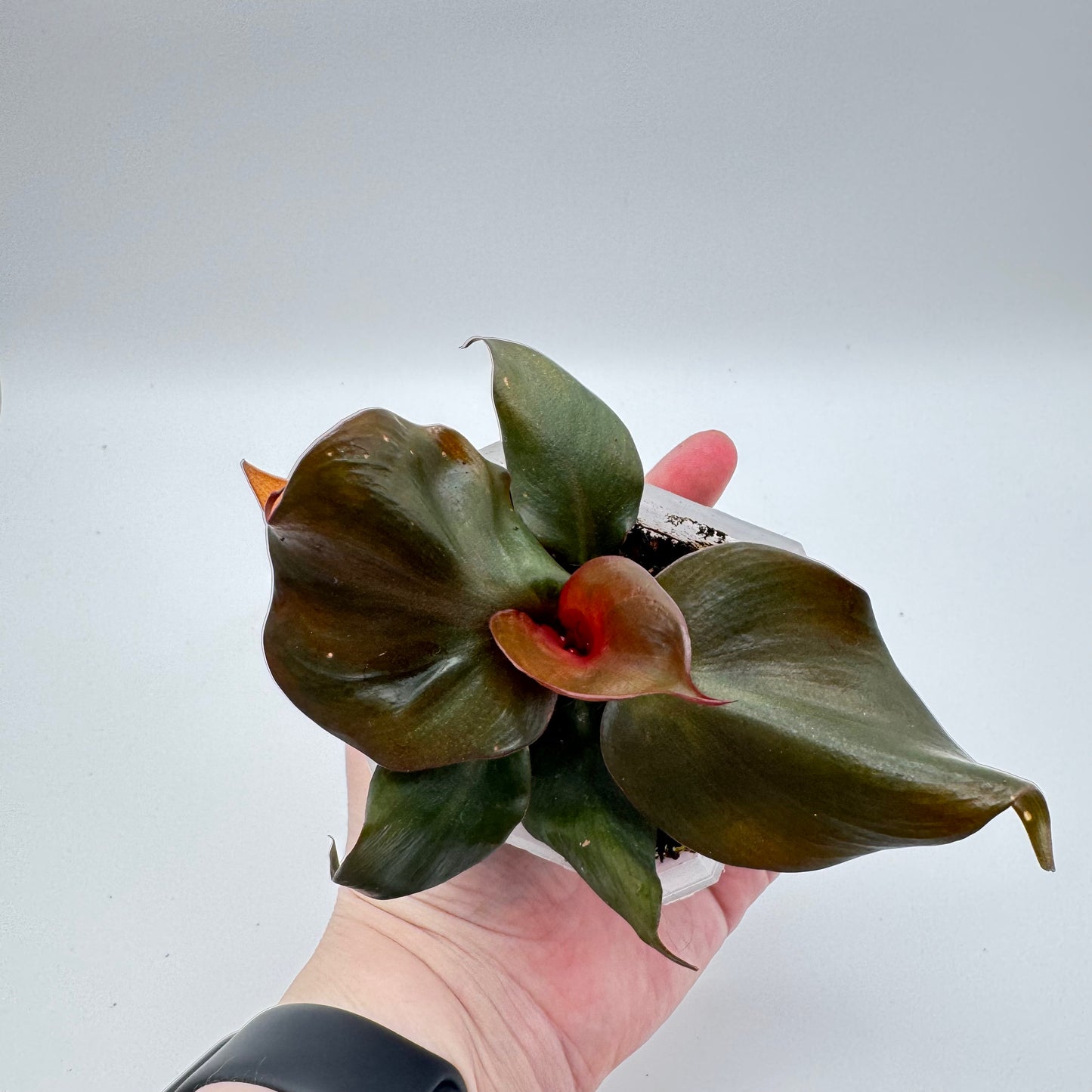 Philodendron Red Heart