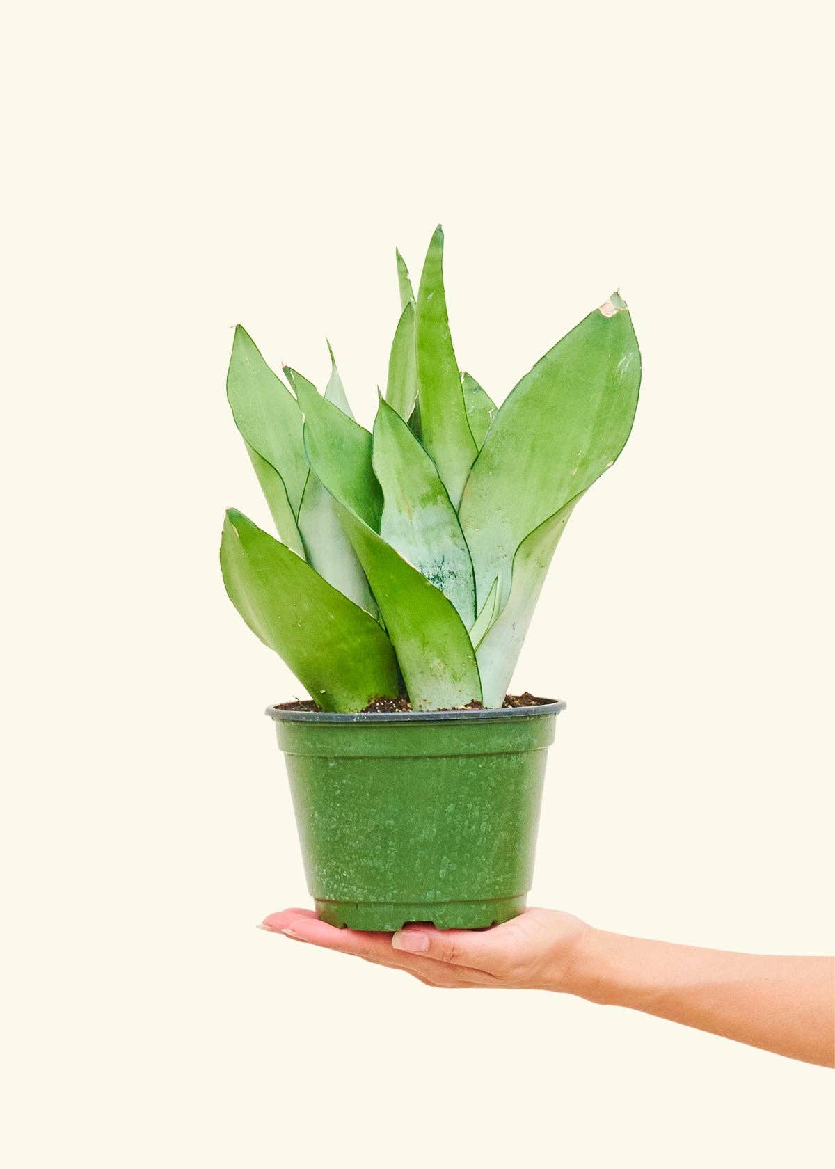 Sansevieria Trifasciata 'Moonshine'