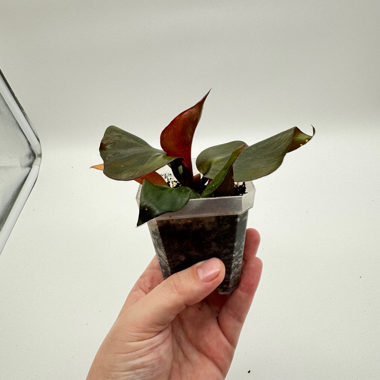 Philodendron Red Heart