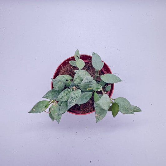 Hoya Krohniana Silver