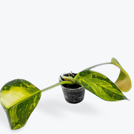 Philodendron Copper Flame